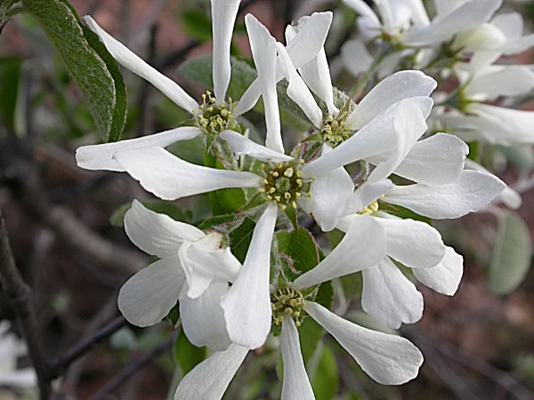 Corner (Amelanchier ovalis)