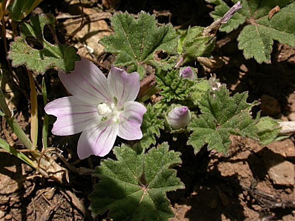 Malva crètica (Lavatera cretica)