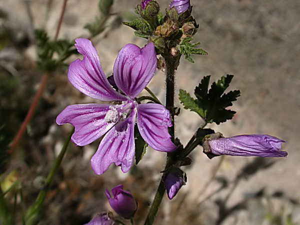 Malva major (Malva sylvestris)