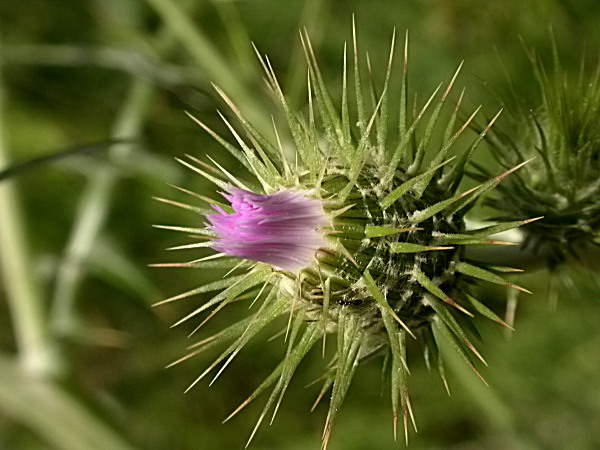 Calcida blanca o Card blanc (Galactites tomentosa) tancada 1/2