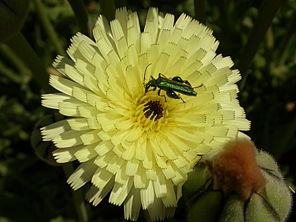 Apagallums gros (Urospermum Dalechampii)