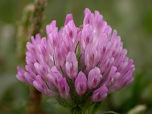 Trèvol ... (Trifolium sp.) ?