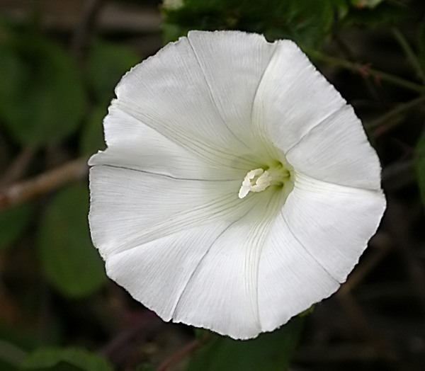 Corretjola gran (Calystegia sepium)