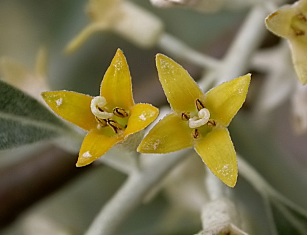 Arbre del Paradís (Elaeagnus angustifolia)
