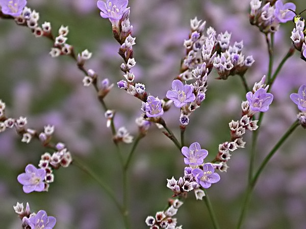 Flores nuevas a pesar de la sequía