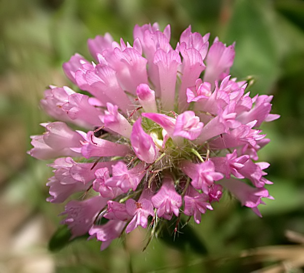 Trèvol de prat (Trifolium pratense)