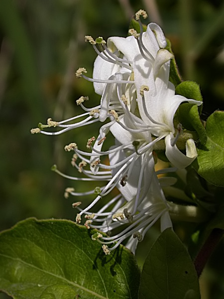 Lligabosc etrusc (Lonicera etrusca)