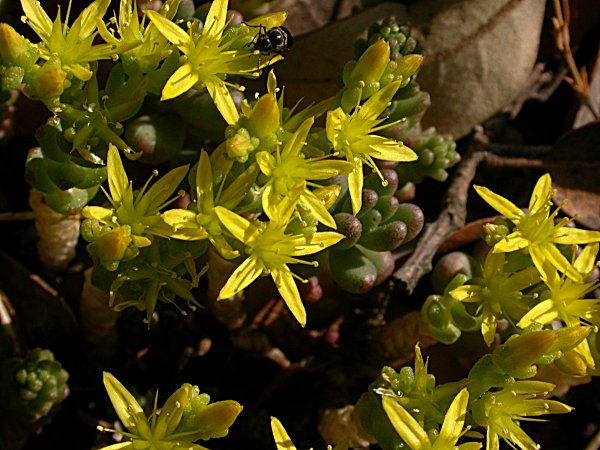 Crespinell groc (Sedum acre)