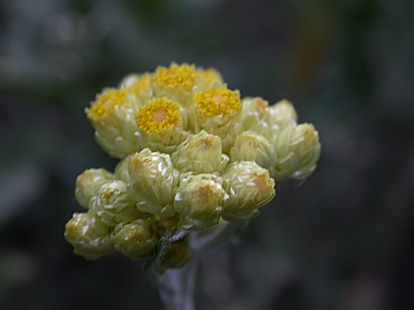 Sempreviva borda (Helichrysum stoechas)