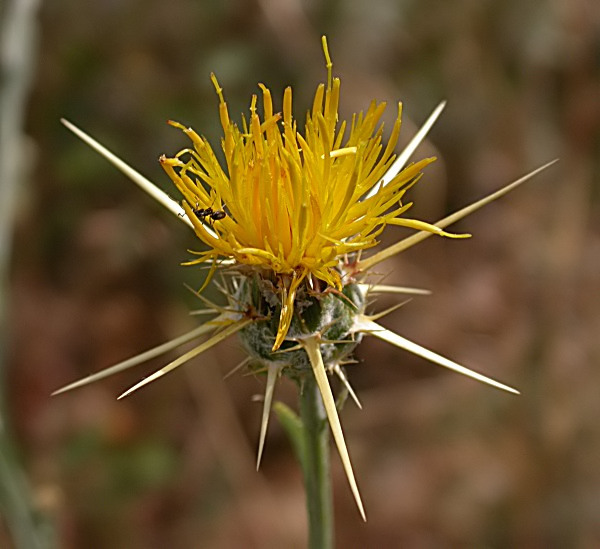 Blanquiella (Centaurea solstitialis)