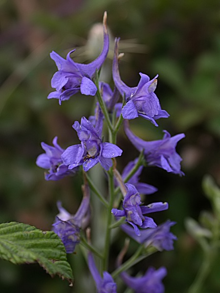 Esperó de sembrat (Delphinium peregrinum)