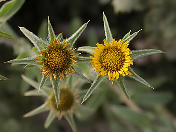 Gravit (Pallenis spinosa)