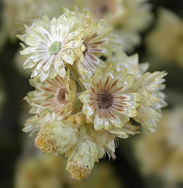 Sempreviva borda (Helichrysum stoechas)