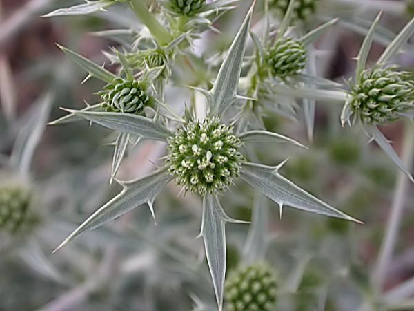 Card corredor, Panical (Eryngium campestre)