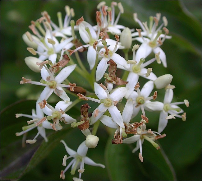 Sanguinyol (Cornus sanguinea) 1/2