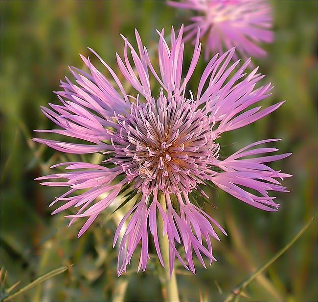 Calcida blanca o Card blanc (Galactites tomentosa) 1/3