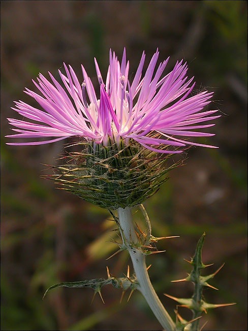 Calcida blanca o Card blanc (Galactites tomentosa) 2/3