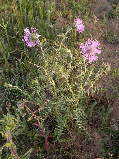 Calcida blanca o Card blanc (Galactites tomentosa) 3/3