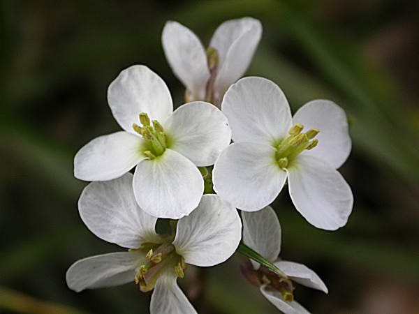 Ravenissa blanca (Diplotaxis erucoides)