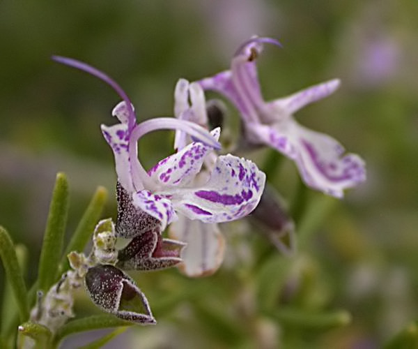 Flor del Romaní (Rosmarinus officinalis)