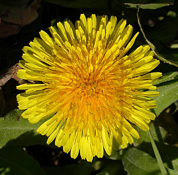 Dent de Lleó (Taraxacum officinale) 1/2