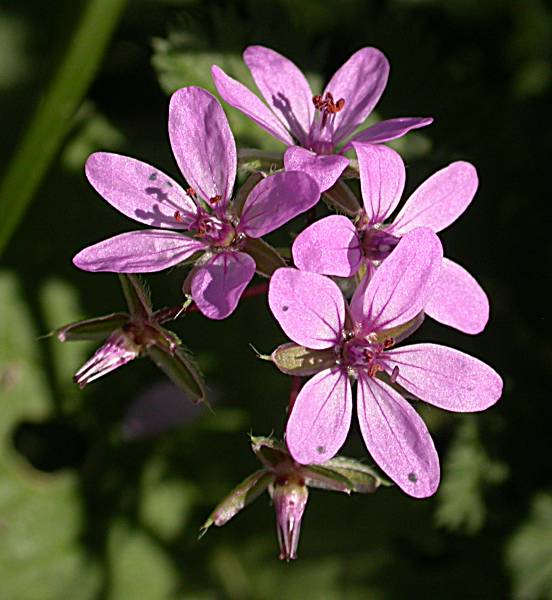 Agulles (Erodium malacoides)