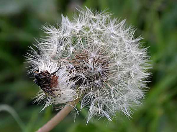 Dent de Lleó (Taraxacum officinale) 2/2