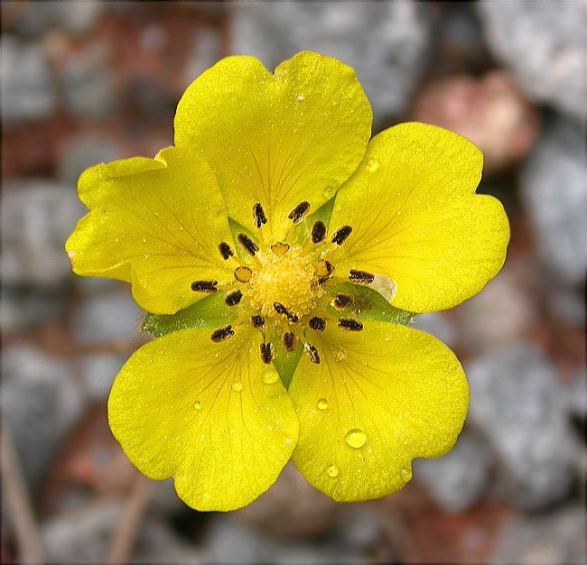 Potentil·la (Potentilla sp.)