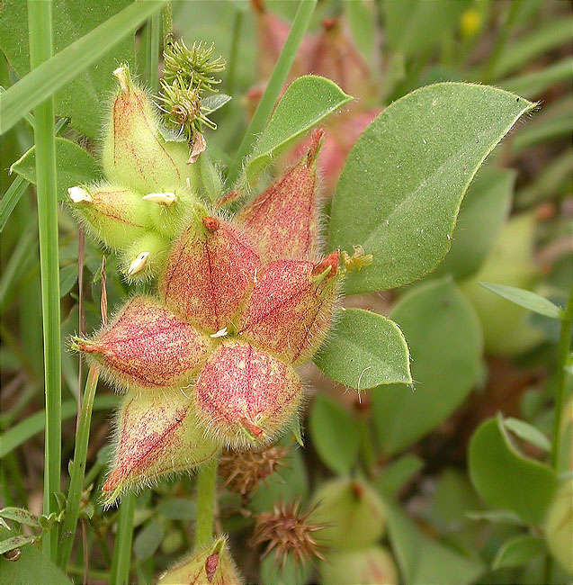 Trèvol de mamella de vaca (Anthyllis tetraphylla) 1/2