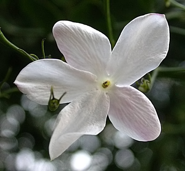 Gessamí (Jasminum officinale)