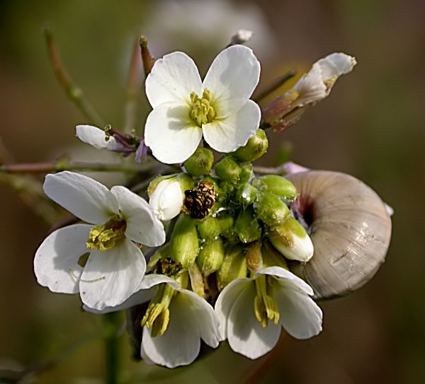 Ravenissa blanca (Diplotaxis erucoides) amb cargol i petició de recomenacions de recursos