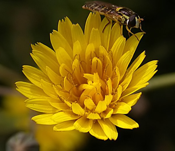 Lletsó (Sonchus sp.) amb hoste