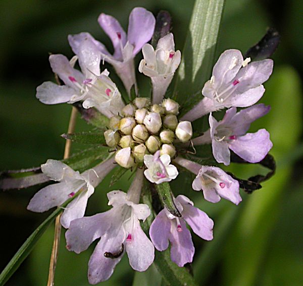 Scabiosa atropurpurea L.