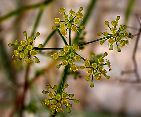 Fonoll (Foeniculum vulgare)