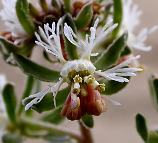 Pebrots de ruc (Reseda phyteuma)