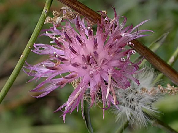 Centaurea o Bracera (Centaurea aspera)