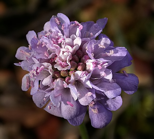 Scabiosa columbaria 1/2