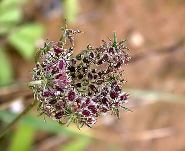 Pastanaga borda (Daucus Carota) 1/2