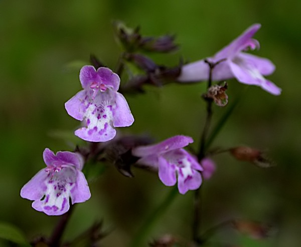 Rementerola (Satureja calamintha)