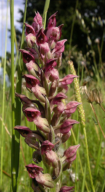 Abellera olorosa (Orchis fragans) 2/3