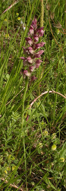 Abellera olorosa (Orchis fragans) 3/3