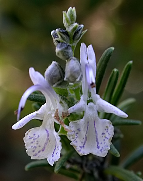 Romaní (Rosmarinus officinalis)