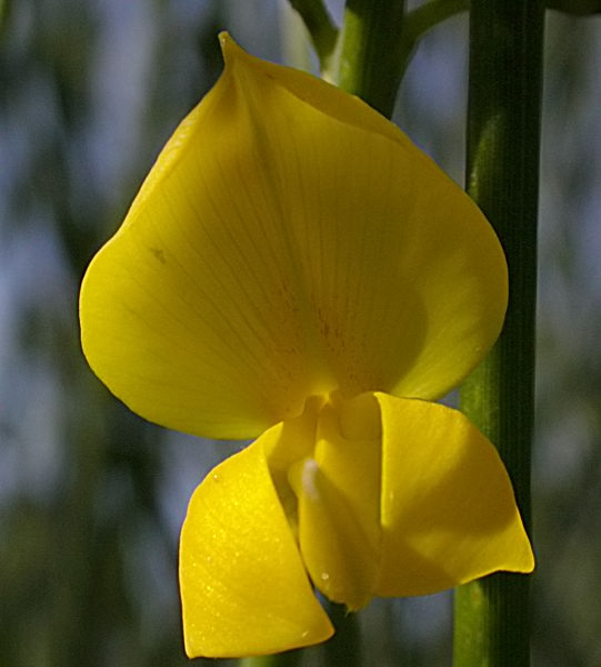 Ginesta (Spartium junceum)