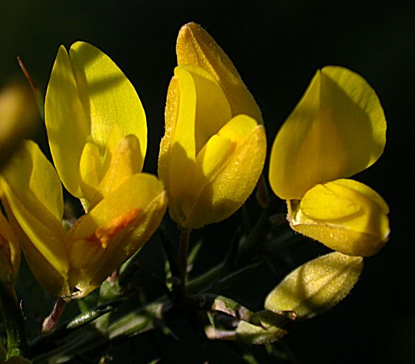 Gatosa (Ulex parviflorus)