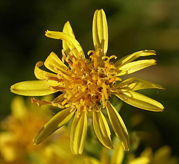 Olivarda (Inula viscosa)