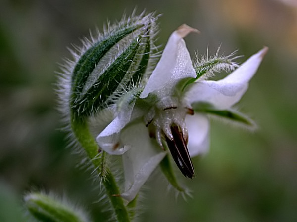 Borratja (Borago officinalis alba) 1/2