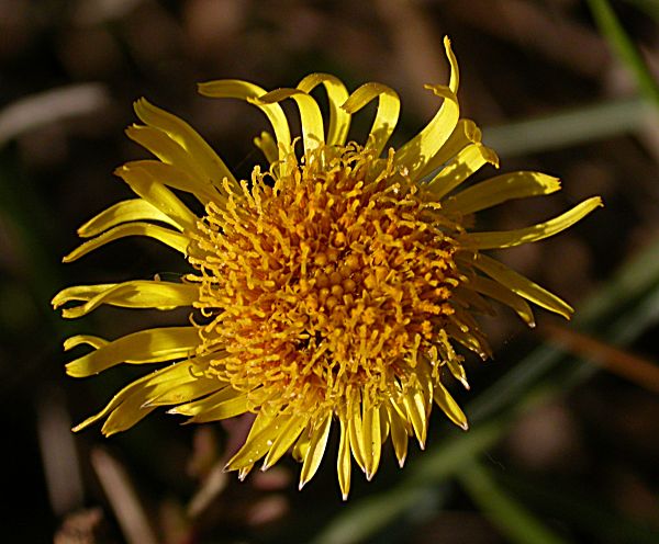 Salsona (Inula crithmoides)