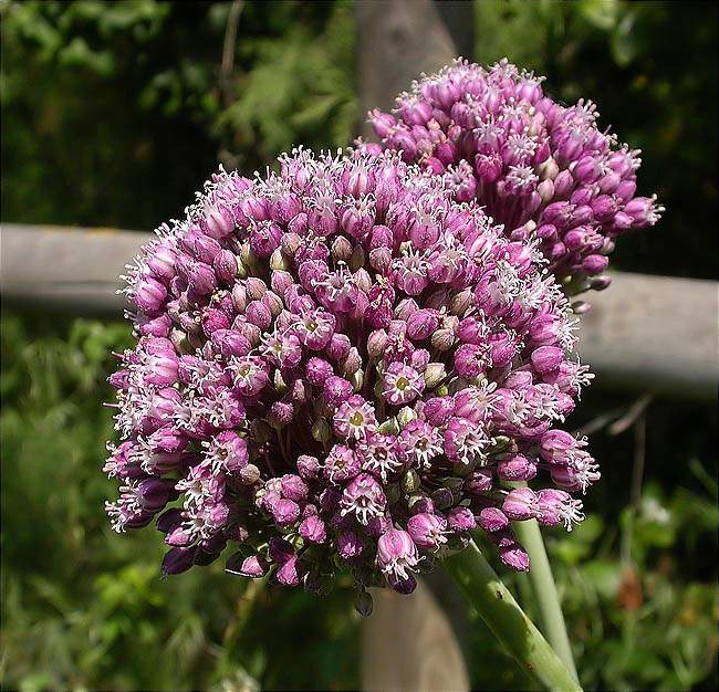 Inflorescència d'All porro (Allium ampeloprasum)