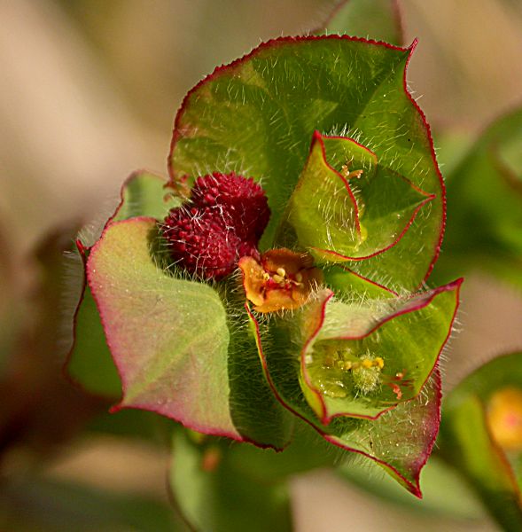 Euphorbia hirsuta L.