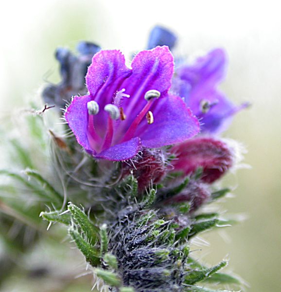 Viperina (Echium vulgare)